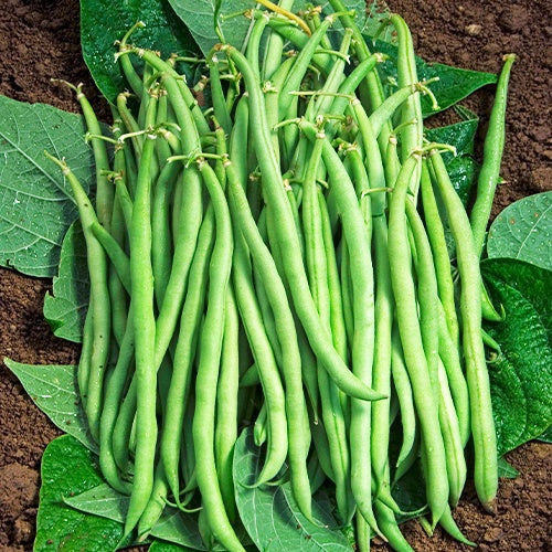 Phaseolus vulgaris braimar - Haricot nain mangetout Braimar - Haricots nains mangetout