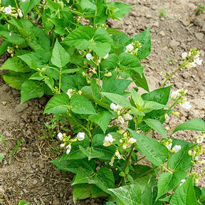 Haricot nain mangetout Braimar - Phaseolus vulgaris braimar - Willemse