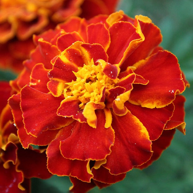 Oeillet d'Inde nain Rusty red - Willemse
