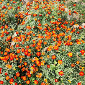Œillets d'Inde et roses d'Inde - Oeillet d'Inde nain Rusty red - Tagetes patula rusty red