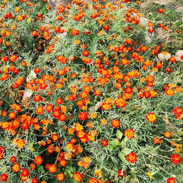 Œillets d'Inde et roses d'Inde - Oeillet d'Inde nain Rusty red - Tagetes patula rusty red