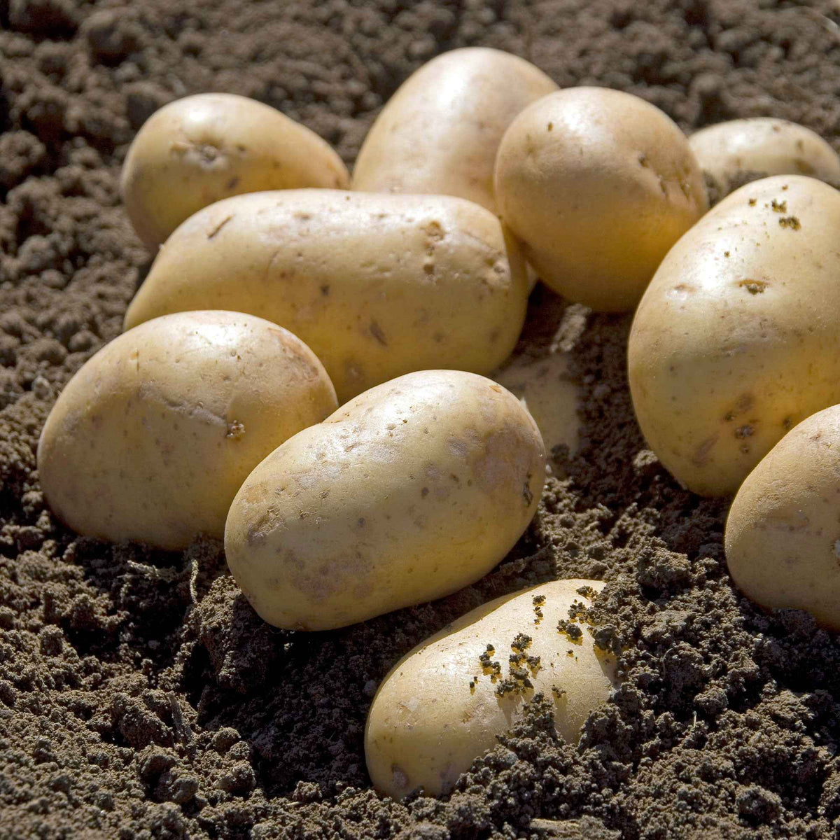 Pomme de terre Charlotte - Solanum tuberosum charlotte - Willemse