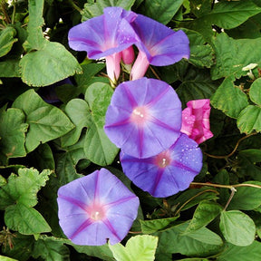 Ipomoea grandiflora - Ipomée à grandes fleurs - Grimpantes à fleurs
