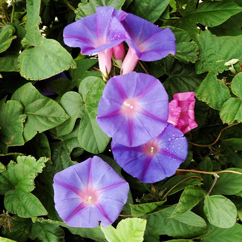 Ipomoea grandiflora - Ipomée à grandes fleurs - Grimpantes à fleurs