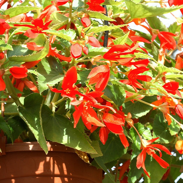 Begonia bertinii tanaïs - 2 Bégonias Tanaïs - Bégonia