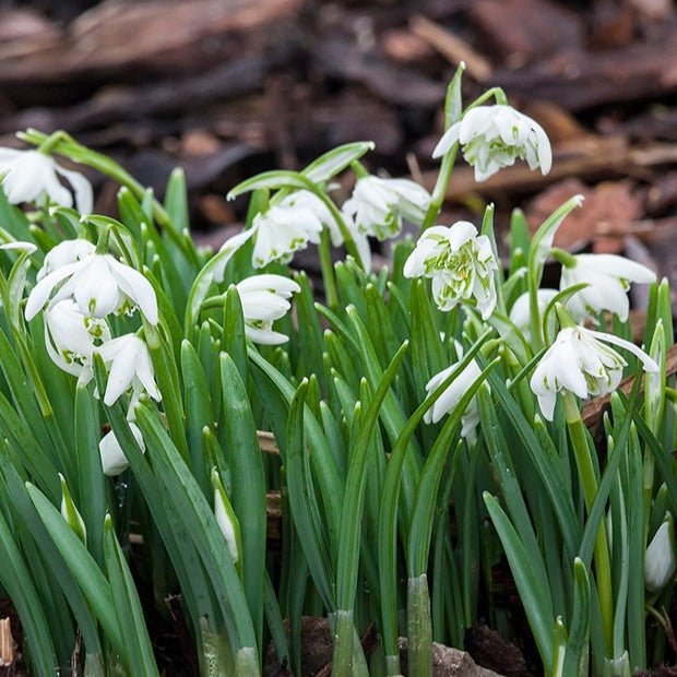 Galanthus nivalis flore pleno - 10 Perce-neige double - Perce-neige
