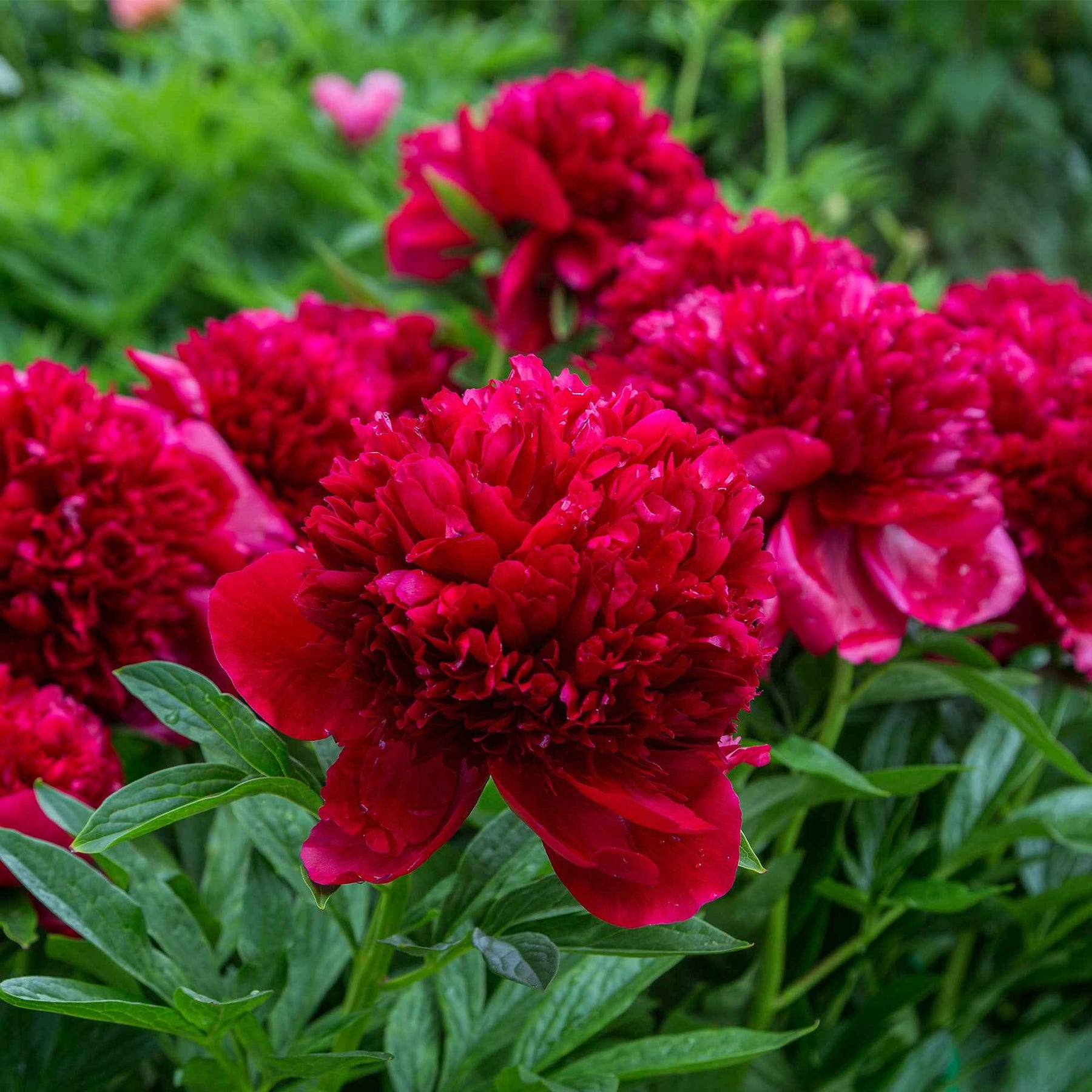 Pivoines - Mélange de 3 pivoines : Immaculée, Sorbet, Red Charm - Paeonia lactiflora x Sorbet, Immaculée, Red Charm