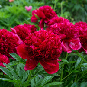 Pivoines - Mélange de 3 pivoines : Immaculée, Sorbet, Red Charm - Paeonia lactiflora x Sorbet, Immaculée, Red Charm