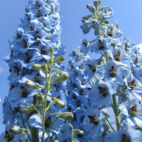 5 Delphiniums Ciel Bleu - Delphinium ciel bleu - Willemse