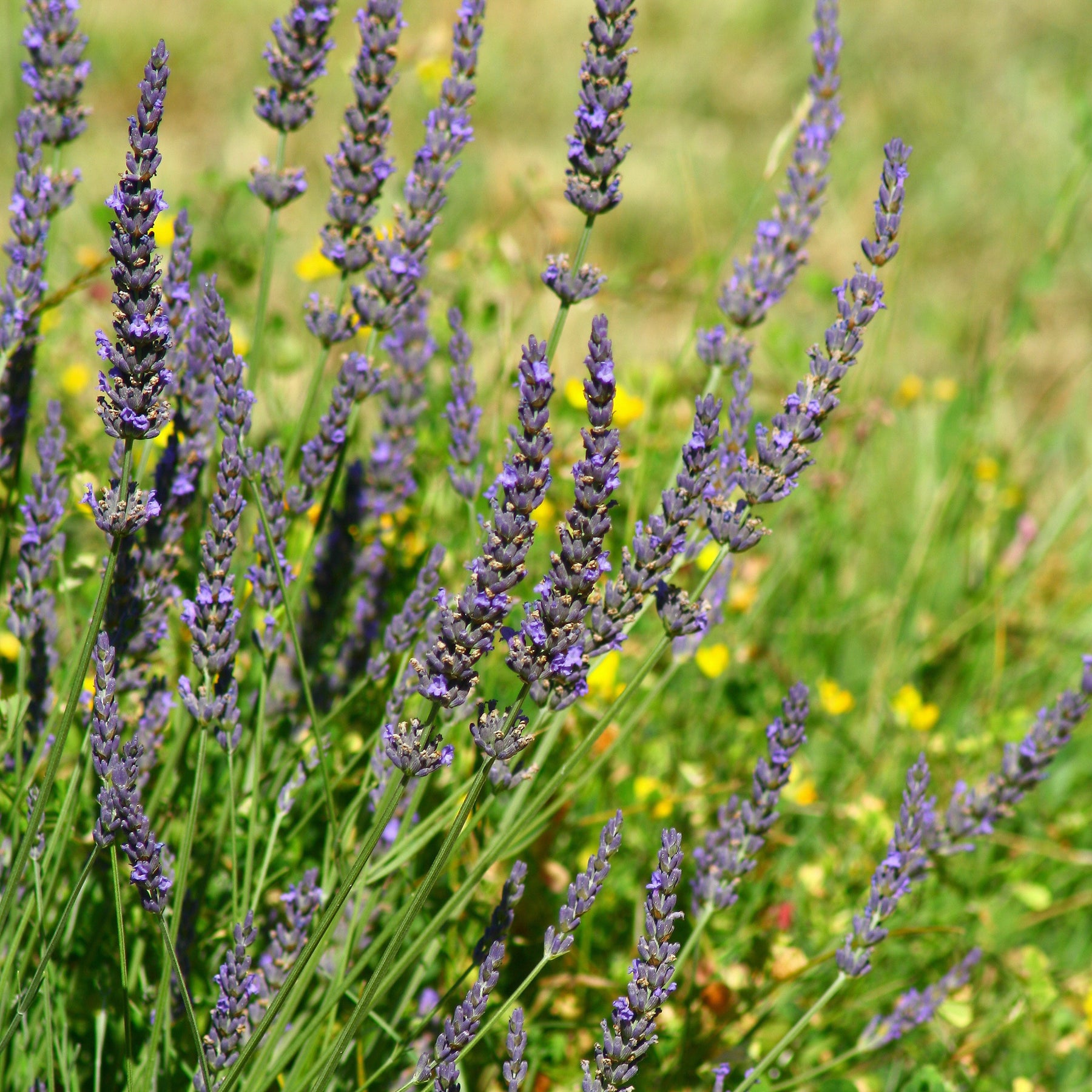 Lavandula angustifolia Grosso - Lavande de Grasse - Lavandes