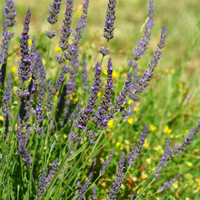 Lavandula angustifolia Grosso - Lavande de Grasse - Lavandes