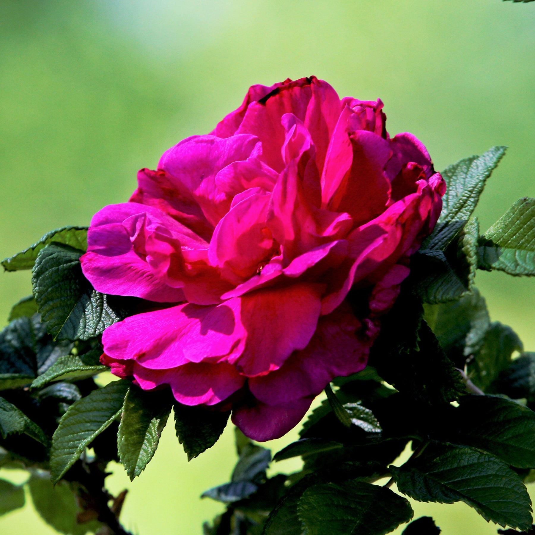 Rosier botanique Hansa - Rosa rugosa Hansa - Willemse