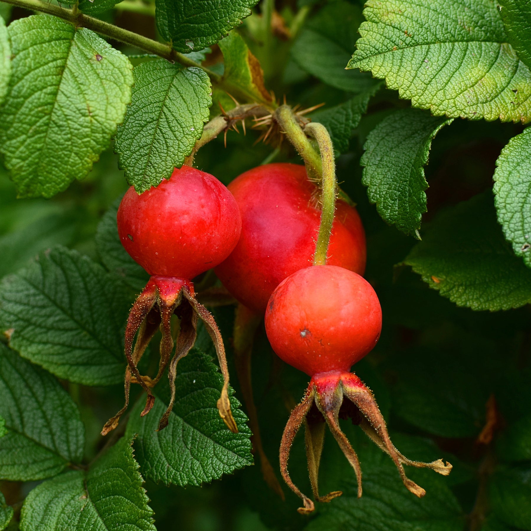 Rosiers botaniques - Rosier botanique Hansa - Rosa rugosa Hansa