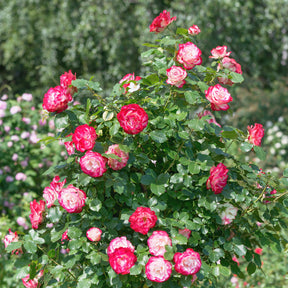 Rosiers à grandes fleurs - Rosier buisson Double Delight - Rosa Double Delight