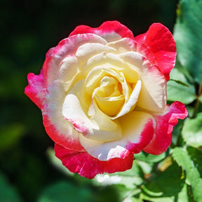 Collection de 7 Rosiers buissons - Willemse