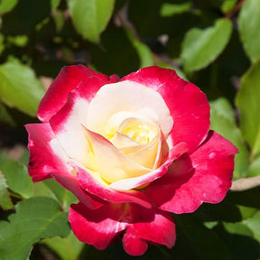 Rosa Double Delight - Rosier buisson Double Delight - Rosiers à grandes fleurs