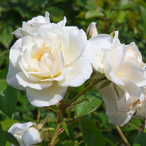 Rosa 'hadangel', 'oklahoma', 'pink perfume', 'oran - Collection de 5 Rosiers pour bouquets - Rosiers pour bouquets