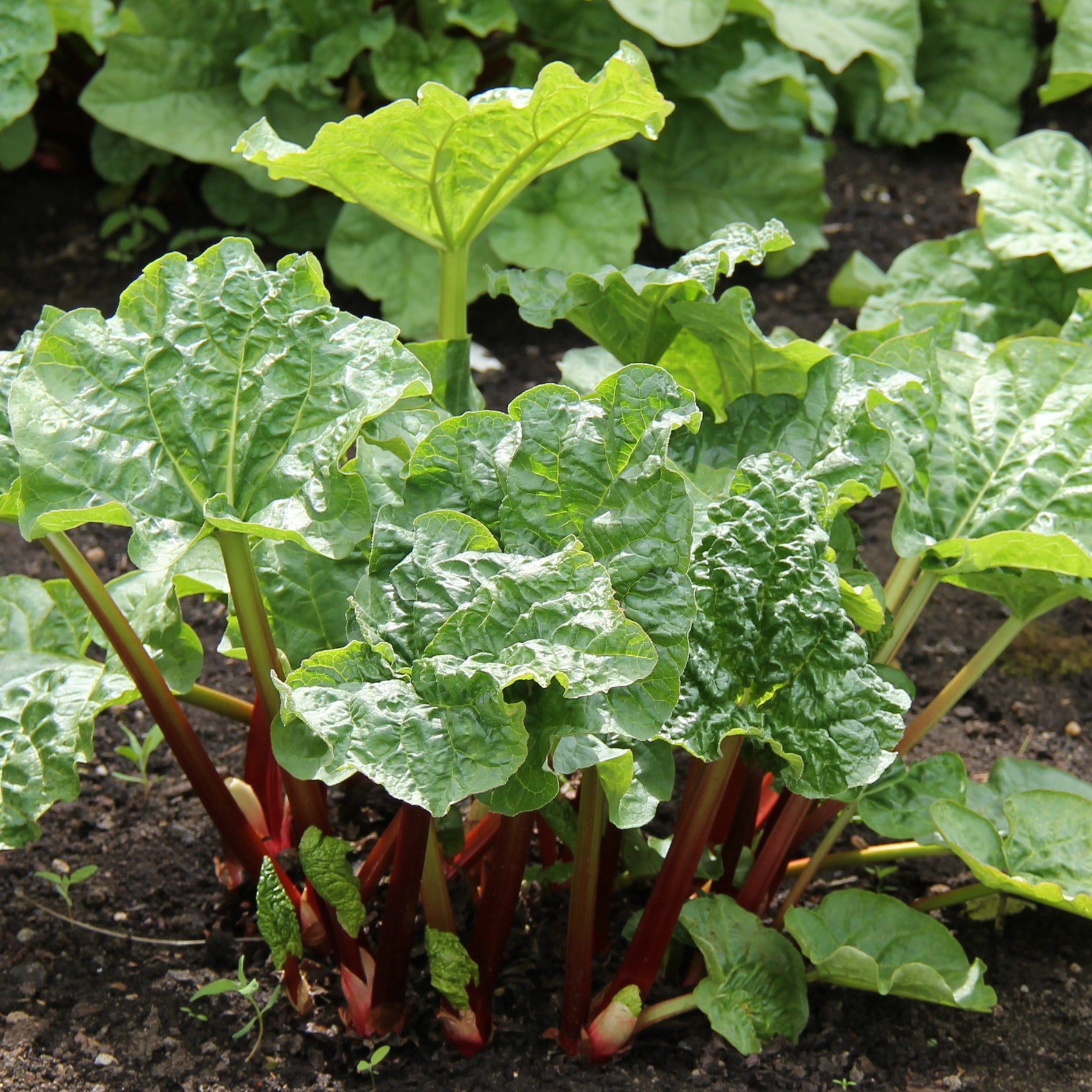 Rhubarbes - Rheum rhabarbarum