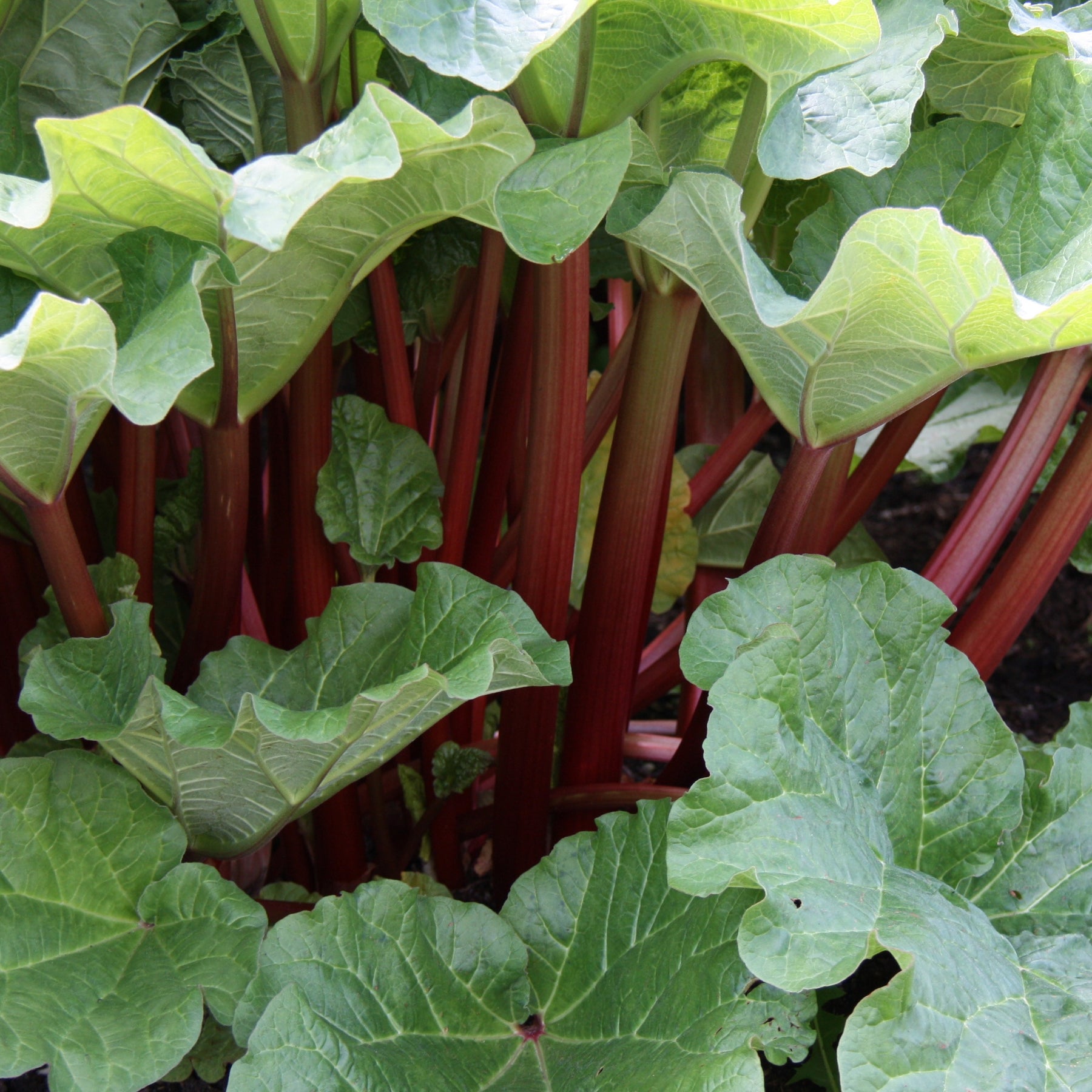 Rhubarbe - Rhubarbes - Rheum rhabarbarum