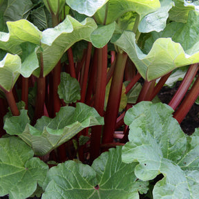 Rhubarbe - Rhubarbes - Rheum rhabarbarum