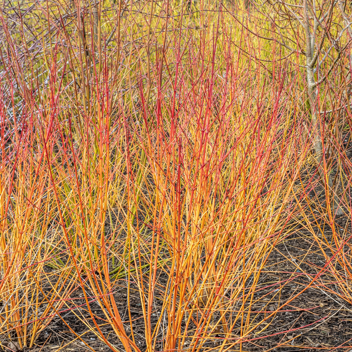 Cornouiller fluo Winter Flame - Willemse