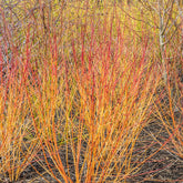 Cornouiller fluo Winter Flame - Willemse