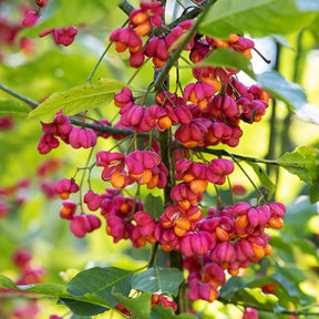 Fusain d'Europe - Euonymus europaeus - Willemse