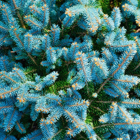Vente Sapin bleu - Picea pungens maculata
