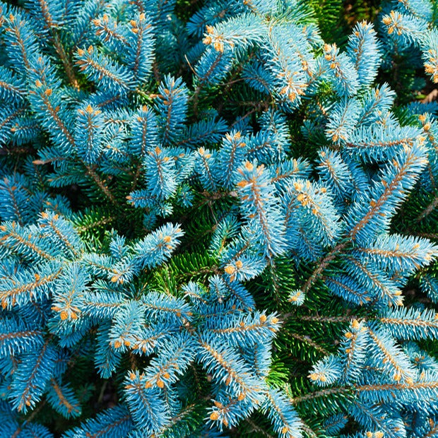 Vente Sapin bleu - Picea pungens maculata