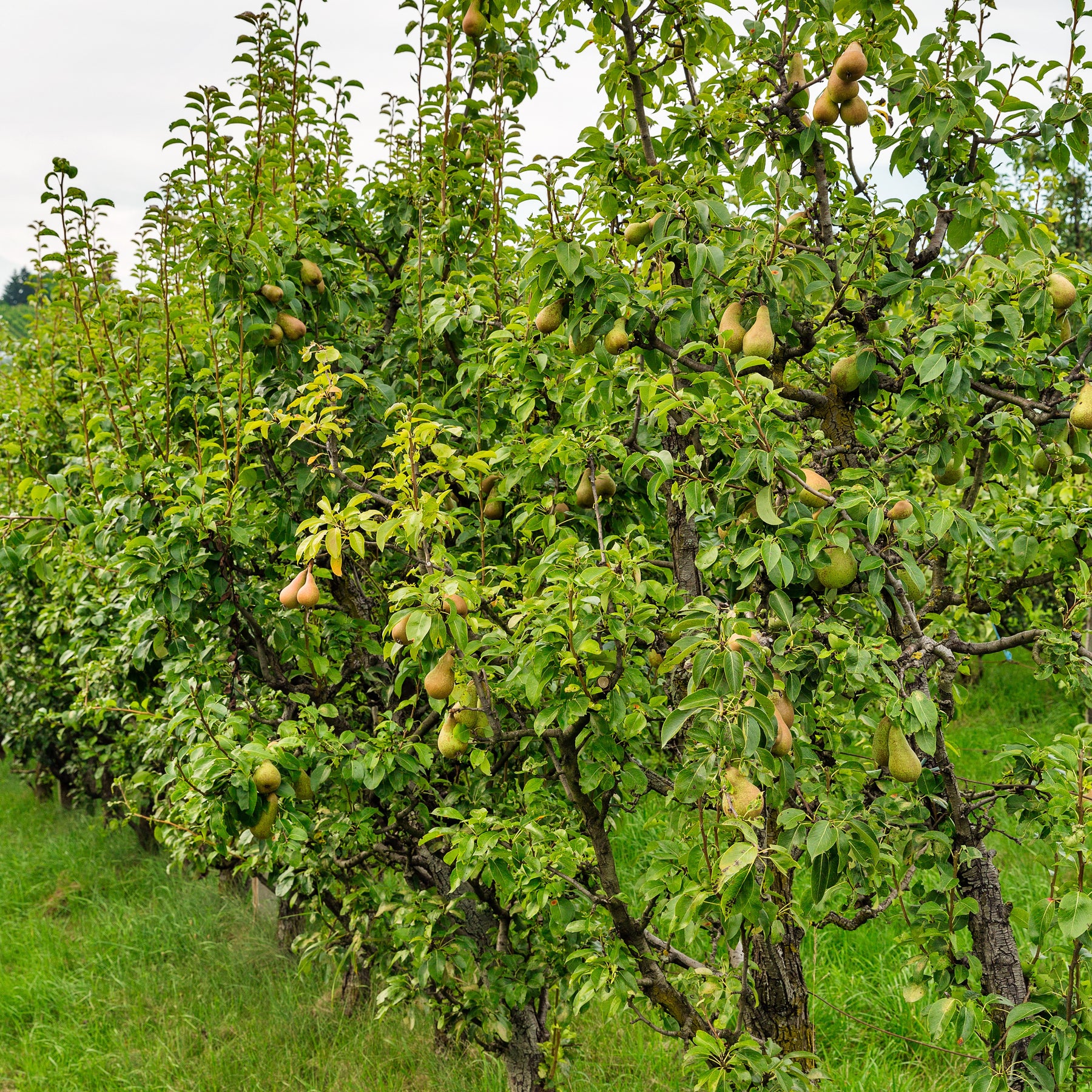 Poirier Conférence - Pyrus communis Conférence - Willemse