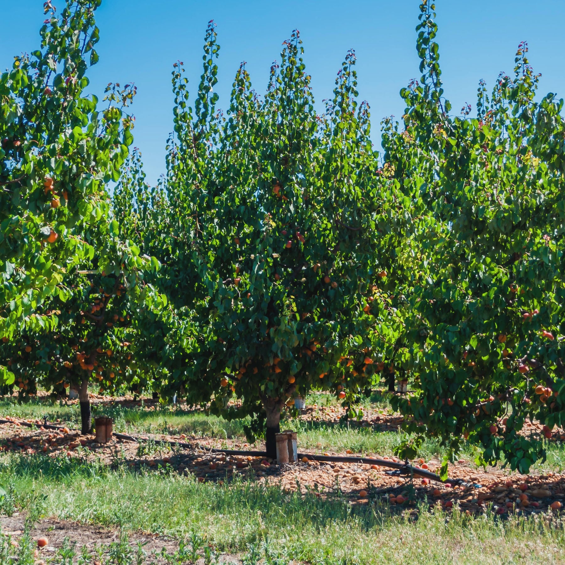 Abricotier Polonais - Prunus armeniaca Polonais - Willemse