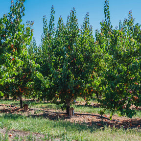 Abricotier Polonais - Prunus armeniaca Polonais - Willemse