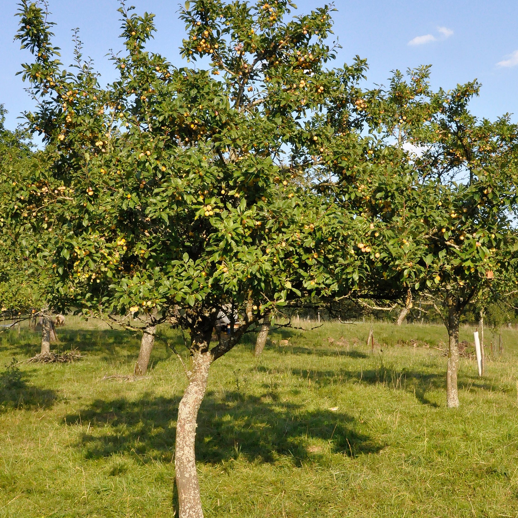 Vente Prunier Mirabelle de Nancy - Mirabellier