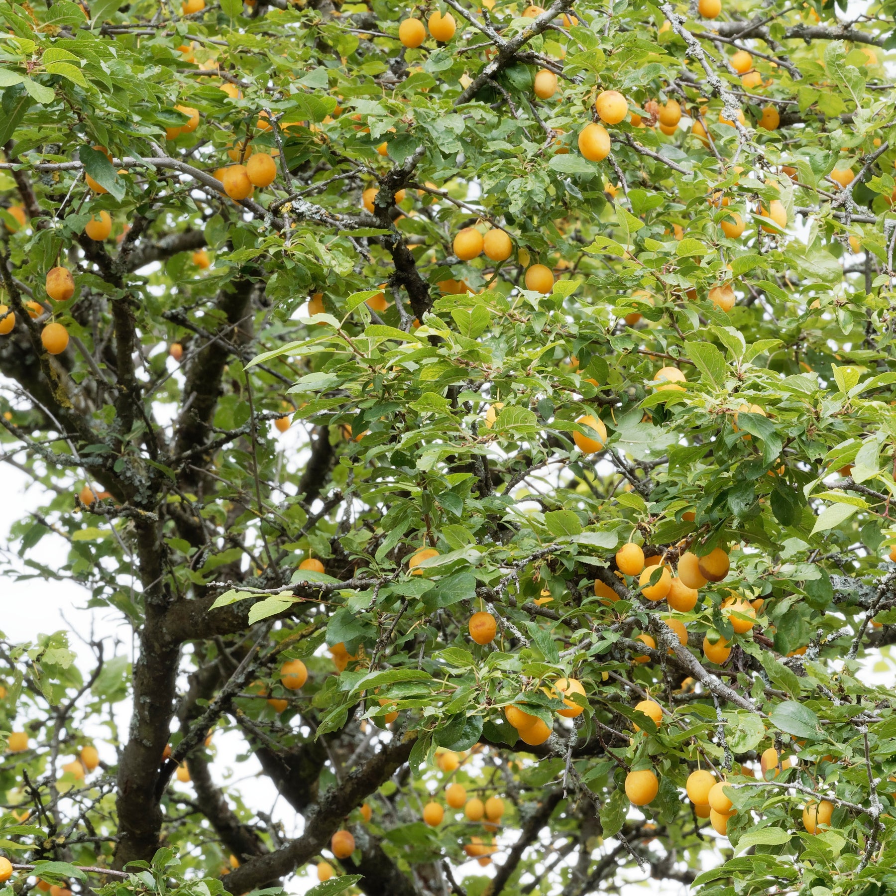 Prunier Mirabelle de Nancy - Mirabellier - Prunier - Willemse
