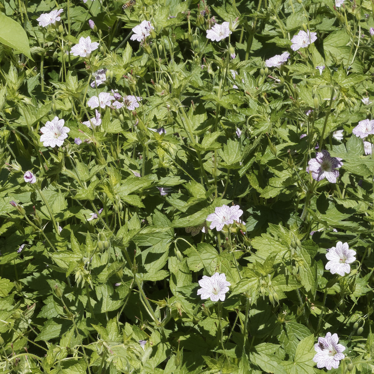3 Géraniums vivaces striés - Geranium oxonianum katharine adèle - Willemse