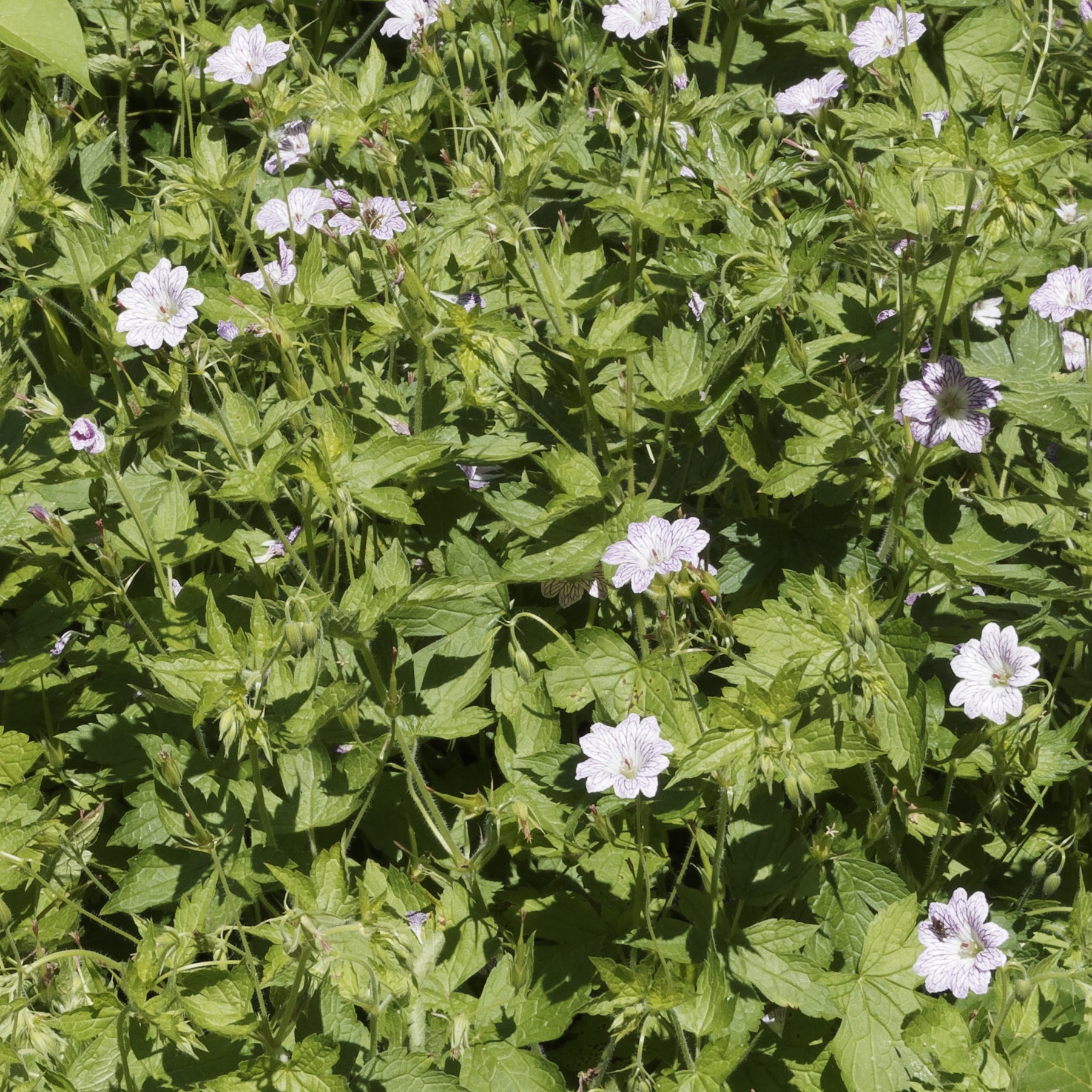 Geranium oxonianum katharine adèle , himalayense, - 9 Géraniums vivaces en mélange - Géraniums vivaces