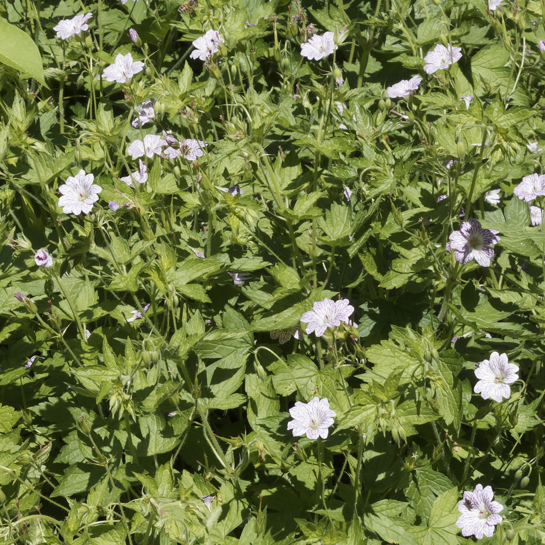 3 Géraniums vivaces striés - Geranium oxonianum katharine adèle - Willemse