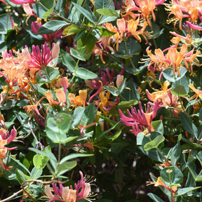 Chèvrefeuille grimpant Goldflame - Lonicera heckrotii goldflame - Willemse