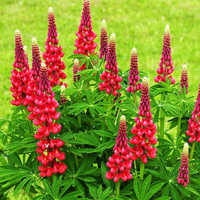 Lupinus russell red - 3 Lupins rouges - Lupin