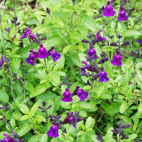 Sauge Violette de Loire ® - Willemse