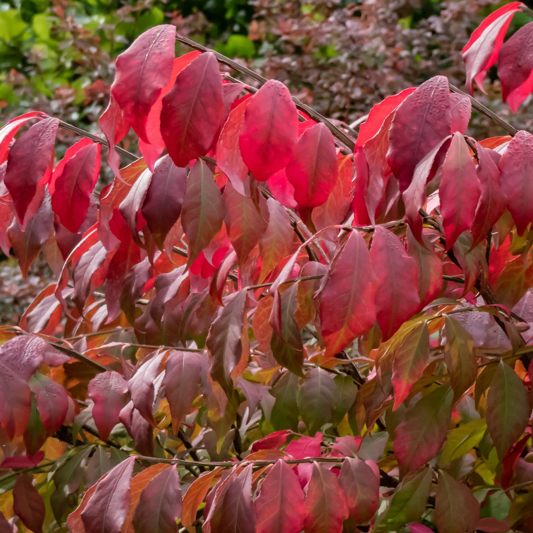 Fusain ailé - Euonymus alatus - Willemse