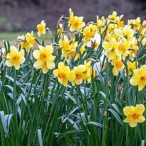 10 Narcisses Fortune - Narcissus fortune - Willemse