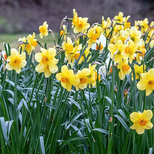10 Narcisses Fortune - Narcissus fortune - Willemse