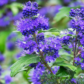 Caryopteris Oiseau bleu - Willemse