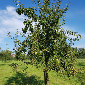 Pyrus communis Beurré Hardy - Poirier Beurré Hardy - Poirier
