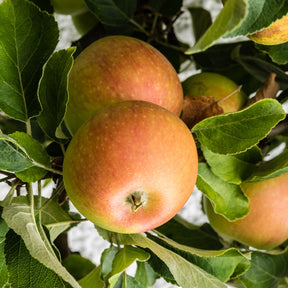 Pommier Cox Orange - Malus domestica Cox's Orange Pippin - Willemse