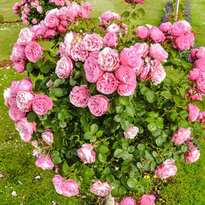 Rosiers arbustifs - Rosier anglais Her's Ausgreen ® - Rosa her's ausgreen ® (ausblush)