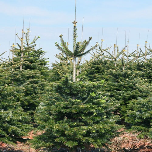Sapin de Noël naturel Nordmann 125/ 150 cm livré avec sa bûche - Abies nordmanniana - Willemse