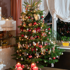 Abies nordmanniana - Sapin de Noël naturel Nordmann 125/ 150 cm livré avec sa bûche - Conifères