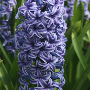 5 Jacinthes Rembrandt ® - Hyacinthus orientalis Rembrandt ® - Willemse